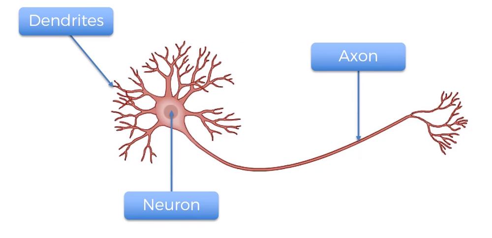 Neuron