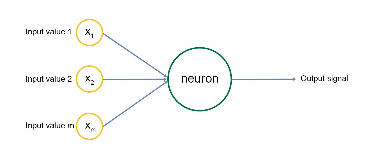 multiple neurons
