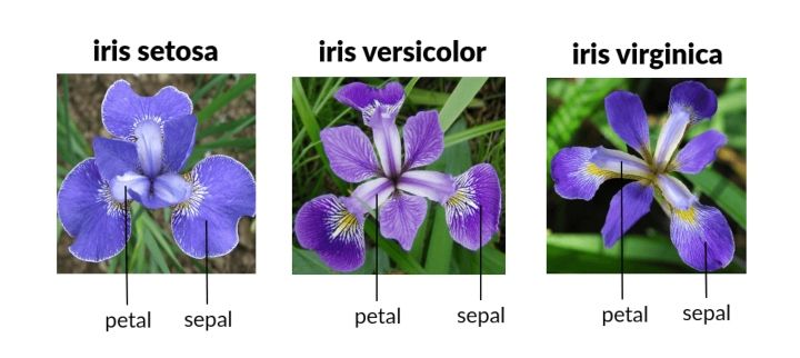 iris dataset