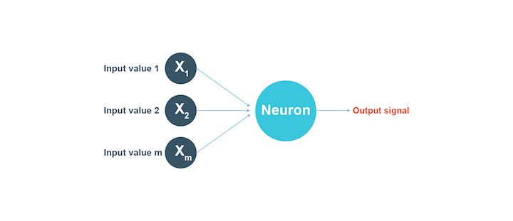 Neuron