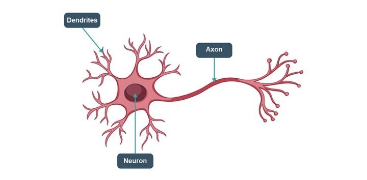 Structure of a Neuron